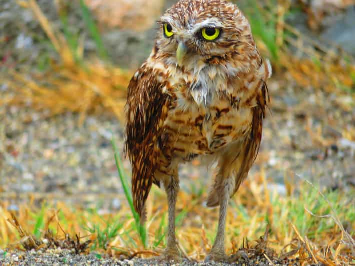 Aruba Arikok National Park Hiking Tour | GetYourGuide Aruba Arikok National Park Hiking Tour | GetYourGuide