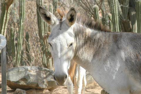 Rencontre avec les animaux d'Aruba