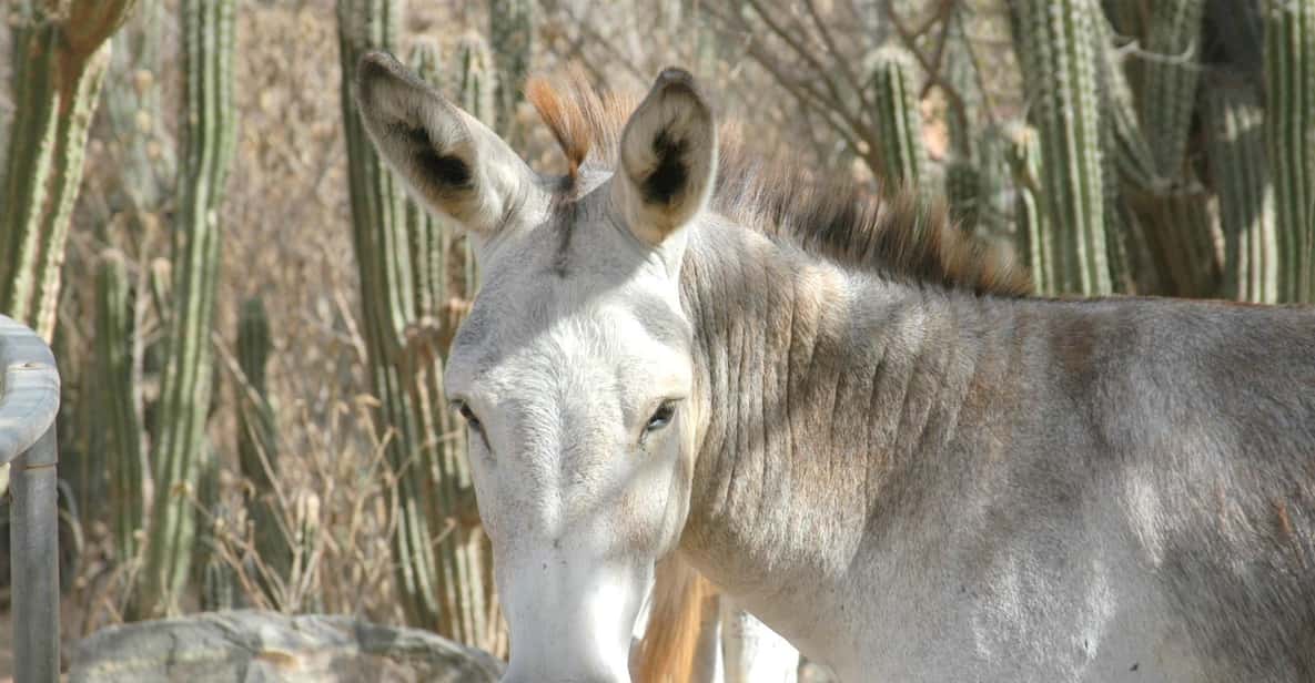 Meet the Animals of Aruba Tour