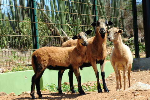 Trip ontmoet de dieren van Aruba