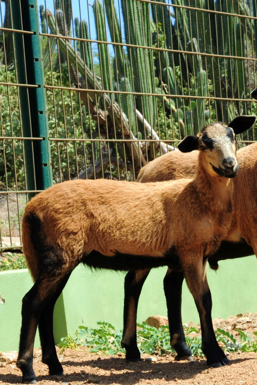 Meet the Animals of Aruba Tour