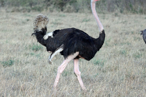 Aruba: Tiererlebnisse hautnah