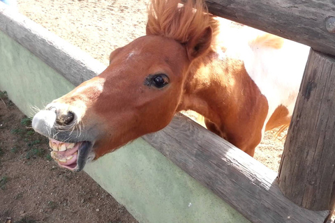 Incontra il tour degli animali di Aruba