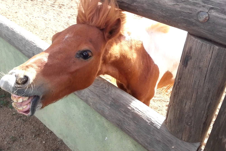 Trip ontmoet de dieren van Aruba