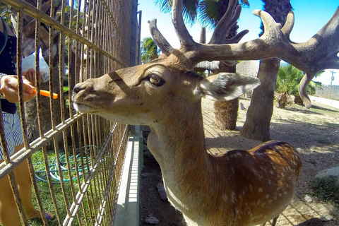 Incontra il tour degli animali di Aruba