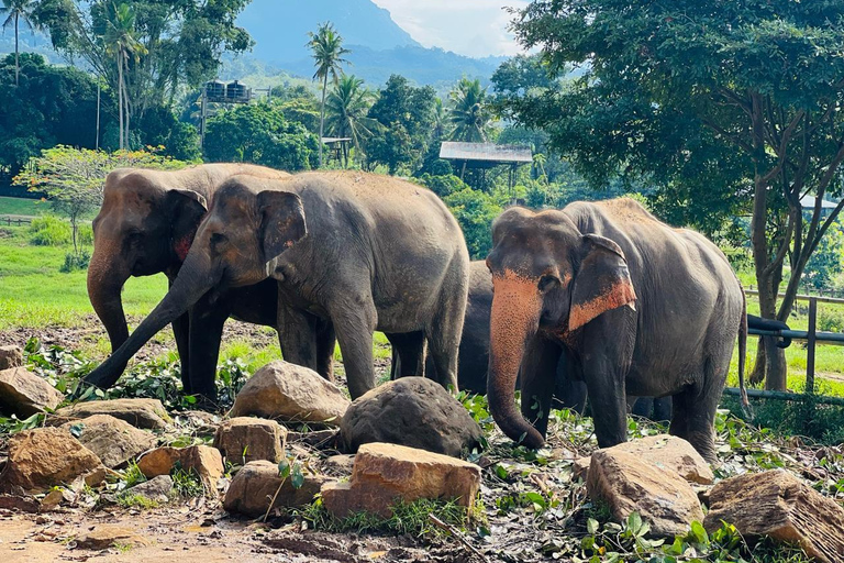 Private Kandy to Pinnawala Tuk Tuk Day Tour