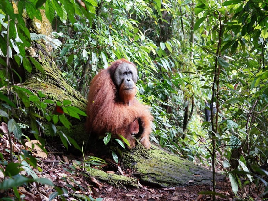 3D2N Orang Utan Expedition Ab Bukit Lawang GetYourGuide