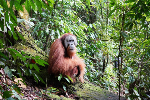 3D2N Orangutan Expedition:from Bukit Lawang "3-Day Orangutan Expedition & Jungle Camping in Bukit Lawang