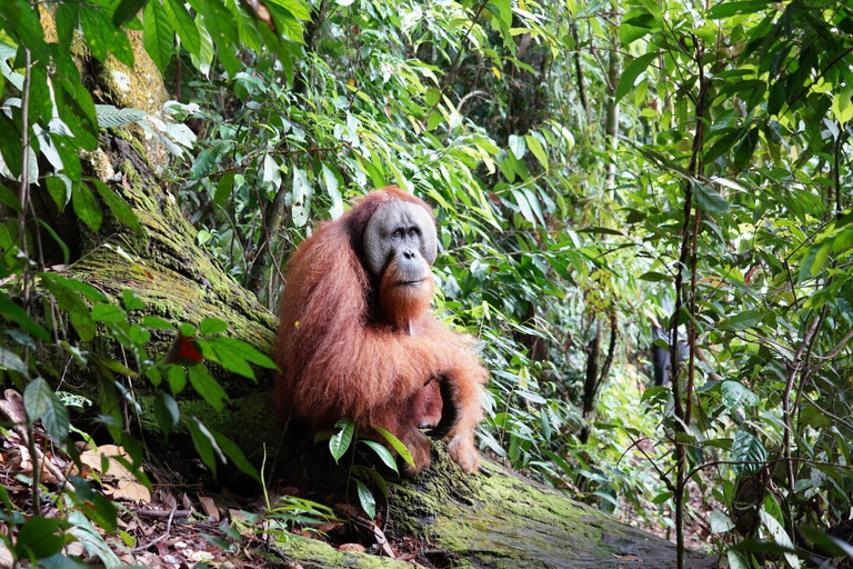 3D2N Orangutan Expedition:from Bukit Lawang "3-Day Orangutan Expedition & Jungle Camping in Bukit Lawang
