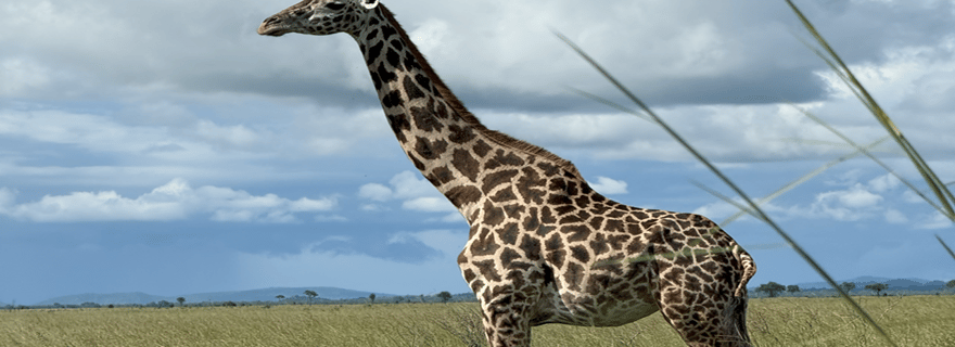 Au départ d'Iringa : safari de 3 jours dans le parc national de Ruaha