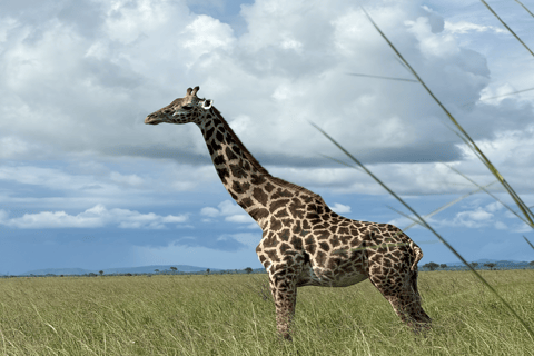 Tansania: 4-tägige Safari nach Tarangire, Serengeti und mehr