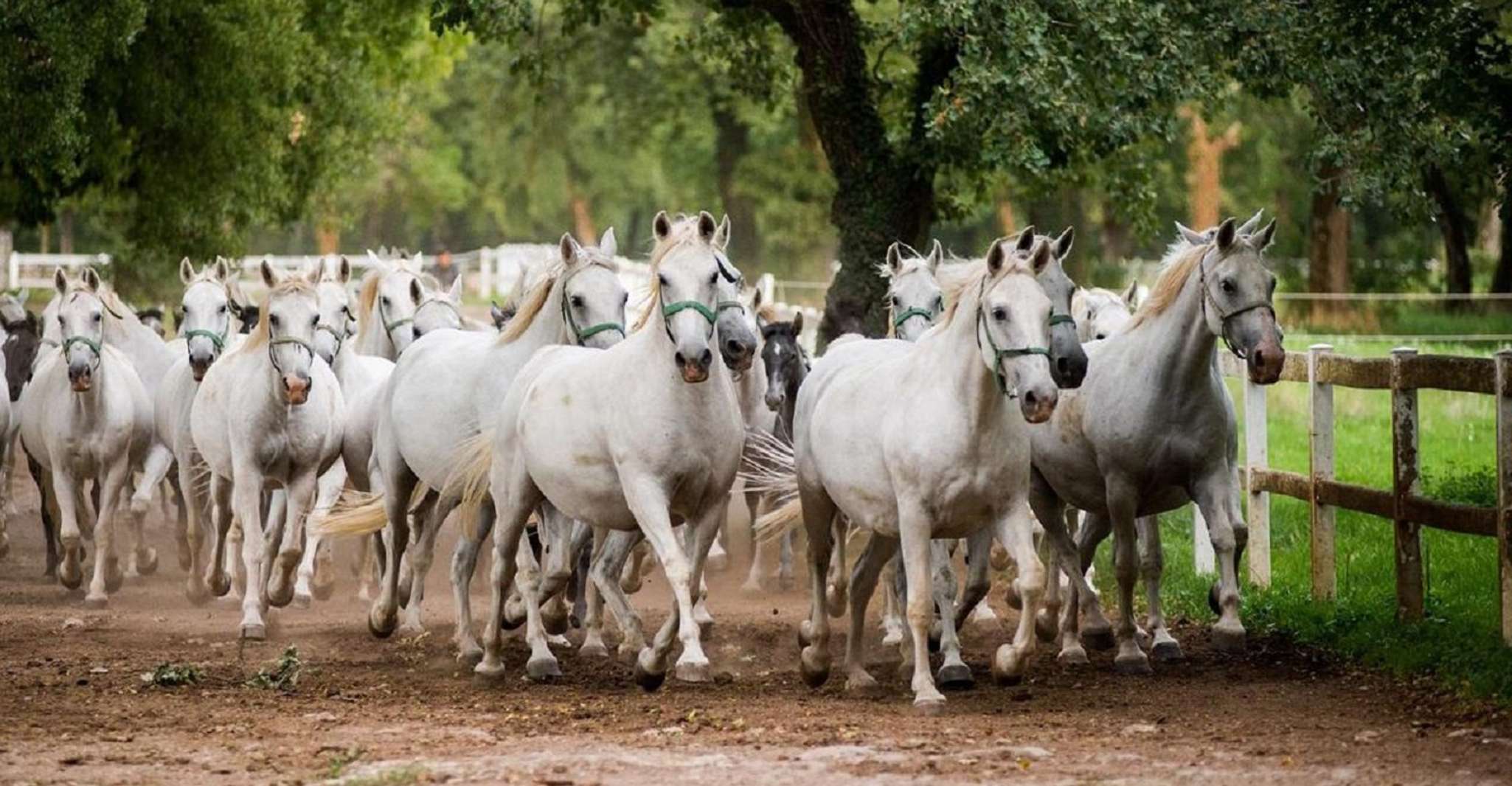 Lipica Stud Farm & Škocjan Caves from Koper - Housity