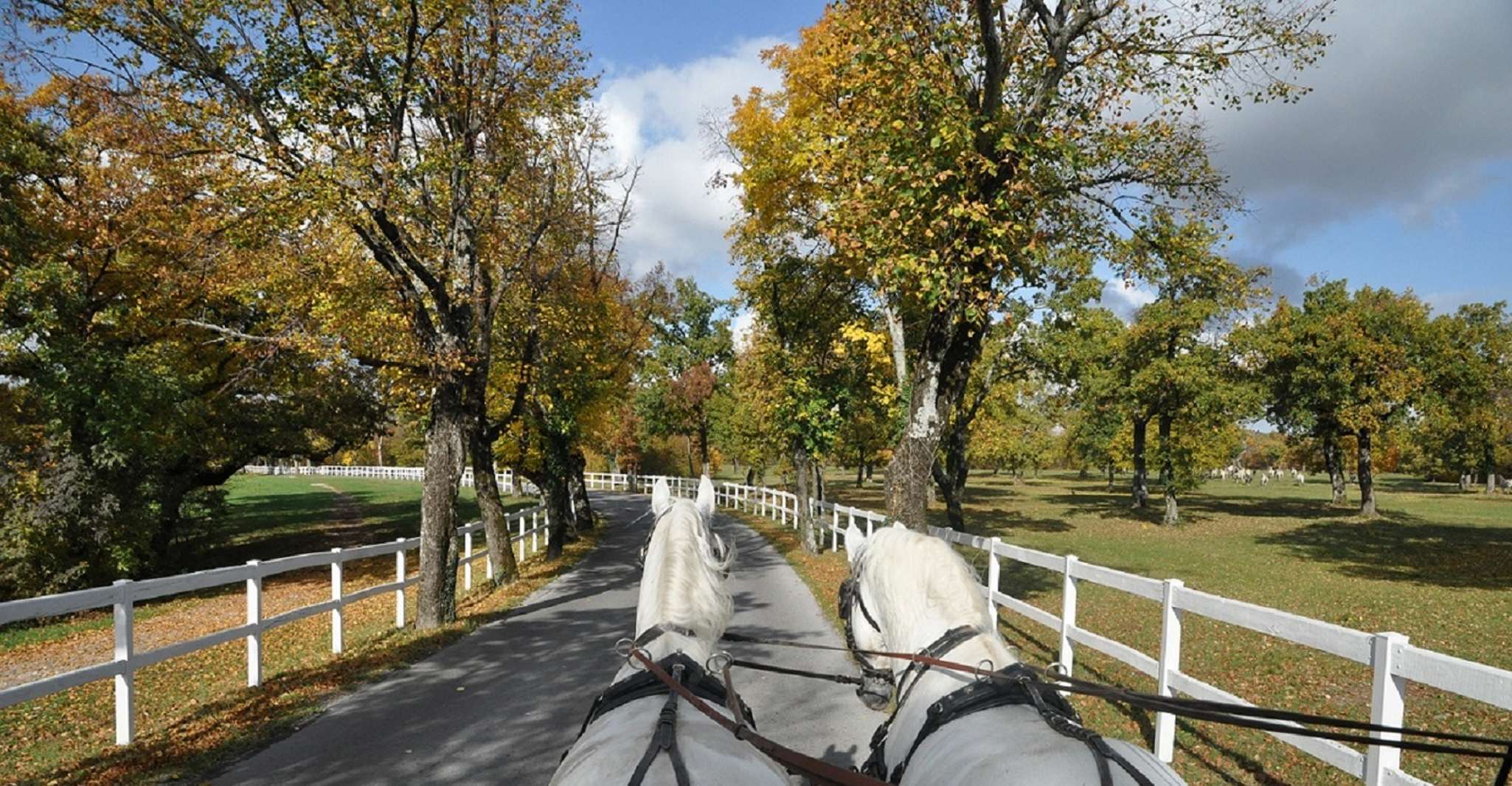 Lipica Stud Farm & Škocjan Caves from Koper - Housity