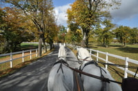 Lipica Stud Farm & Å kocjan Caves from Koper - Housity