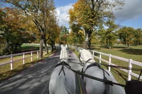 Lipica Stud Farm and Å kocjan Caves from Trieste - Housity