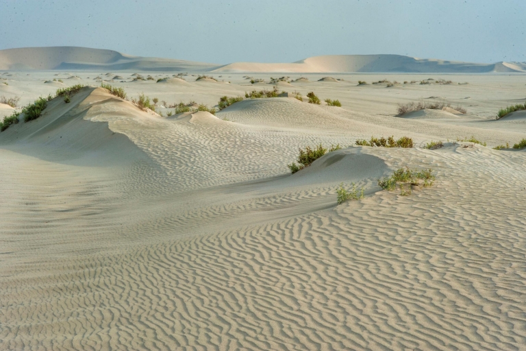 Doha: woestijnsafari, duinen bashen en kameelritDoha: 4-Hour Private Desert Safari en Camel Ride