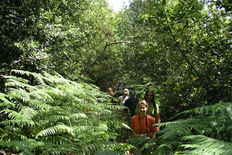 La Gomera: A Floresta Tropical (parque nacional)La Gomera: Caminhadas na floresta tropical