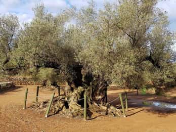 Ulldecona: Guided Tour of the Millenary Olive Trees of Arión