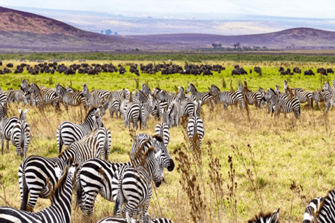 5-dniowe safari z gorylami, szympansami i dziką przyrodą w Rwandzie