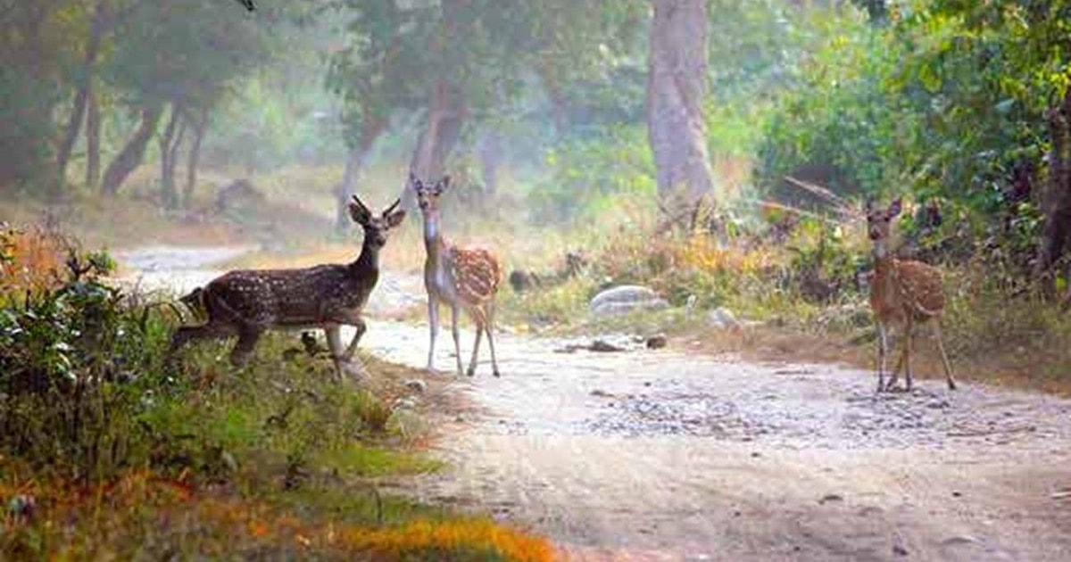 Taj Mahal, Det Røde Fort og Deer Park (Sikandra Tomb) Tour. | GetYourGuide