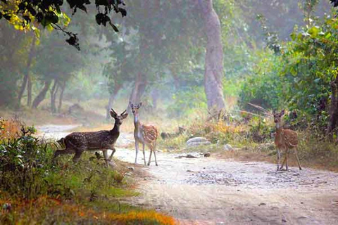 5-Day Golden Triangle Tour & Jim Corbett Safari Adventure All-Inclusive tour