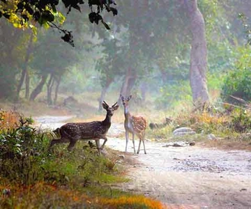 Safari nella giungla di 2 giorni: Da Kolkata a Jim Corbett in aereo via Delhi