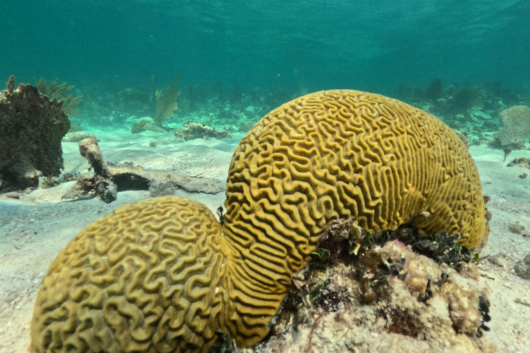 From Cancún: Maroma Beach Snorkel and Waverunner Tour
