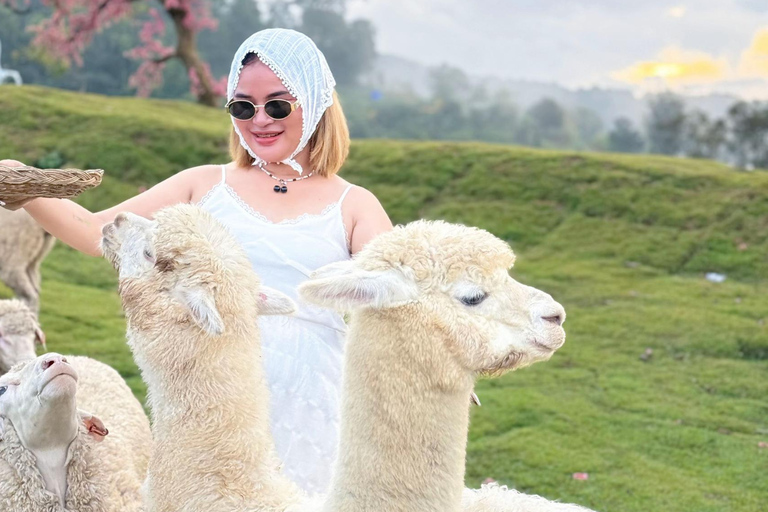 Chiang Mai: Mon Jam Flower Hills, Alpaca Cafe & Dantewada