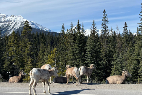 Jezioro Louise, jezioro Moraine, kanion Johnston (2 godz.) w Banff