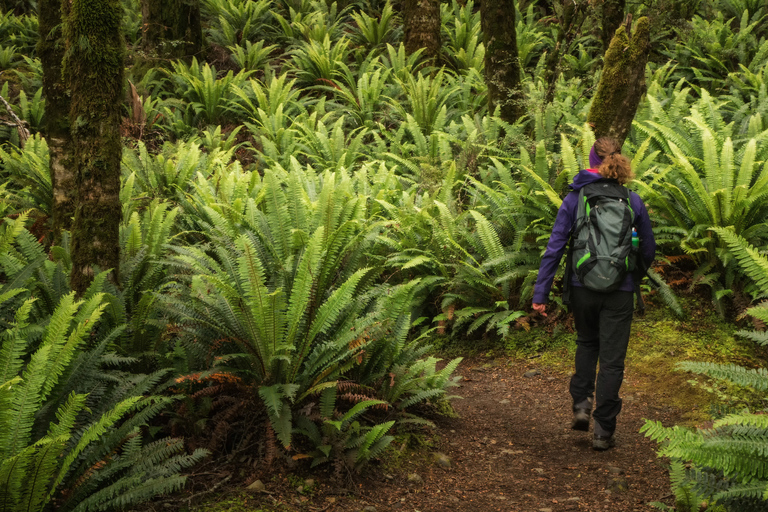 From Te Anau: Full Day Kepler Track Guided Heli-Hike Full Day Kepler Heli Hike