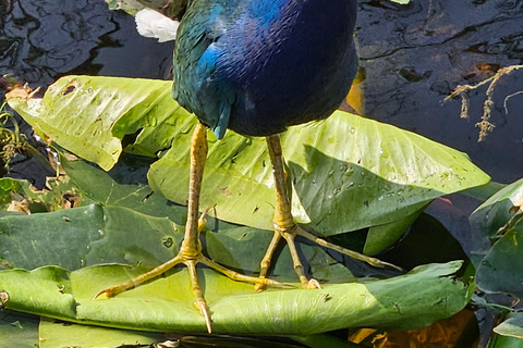 Everglades: boat tour with transportation&amp; entrance included