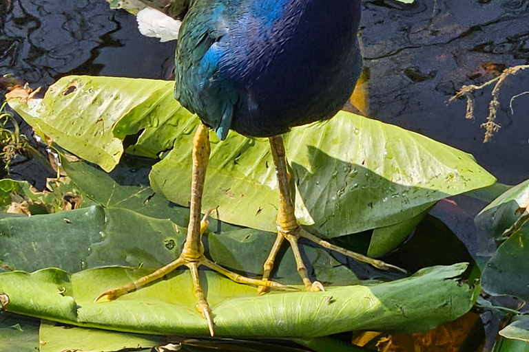 Everglades : tour en bateau avec transport&amp; entrée inclus