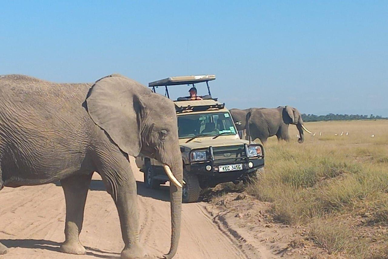 OVER NIGHT AMBOSELI PARK FROM NAIROBI BUDGET SAFARI.