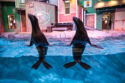 Atlanta: Georgia Aquarium Skip-the-Box-Office Entry Ticket