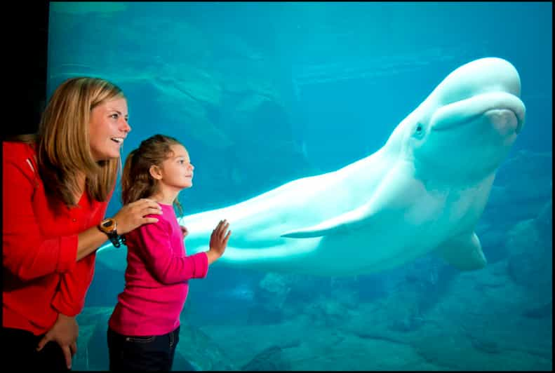 Georgia Aquarium: Skip-the-Purchase-Line Tickets | GetYourGuide