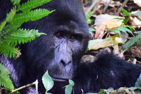 Entebbe: Safari w Parku Narodowym Murchison Falls 3 dni/2 noceEntebbe: Safari w rezerwacie przyrody Murchison Falls 3 dni/2 noce