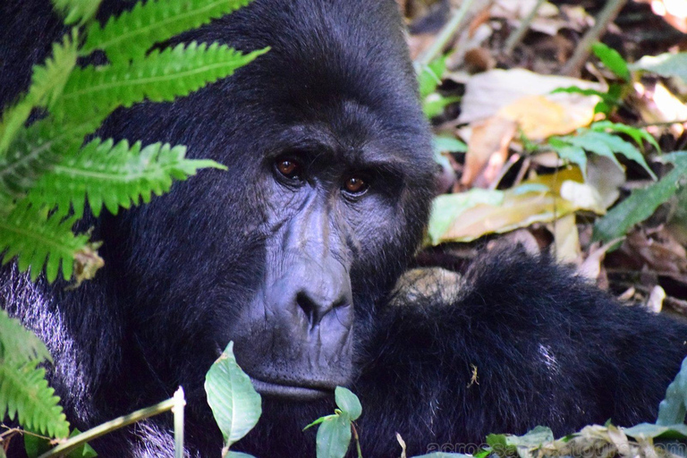 Entebbe: Safari w Parku Narodowym Murchison Falls 3 dni/2 noceEntebbe: Safari w rezerwacie przyrody Murchison Falls 3 dni/2 noce