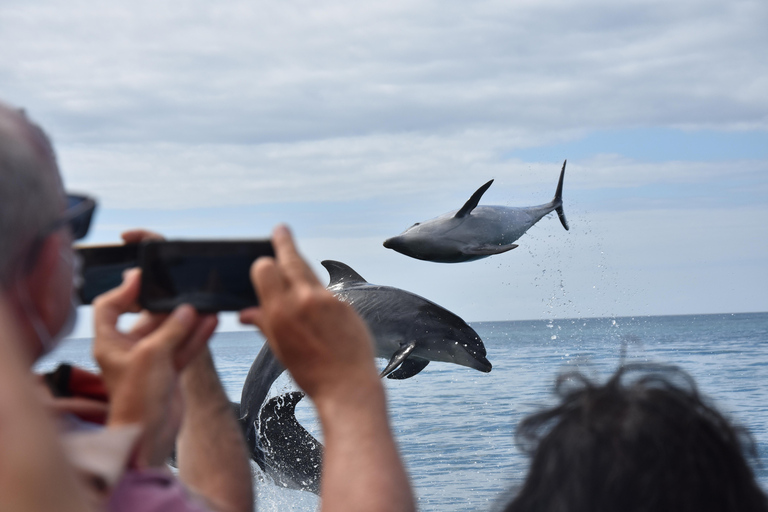 New: Into the Wild - 3H w/Marine Biologists - dolphins &more