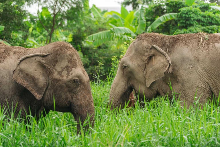 Bangkok: Love Elephant Sanctuary Visit & Nature Walk