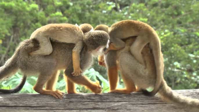 full–day monkeyland and zipline adventure from bayahibe