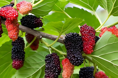 Penang: Tropical Fruit Farm TicketRondleiding op de boerderij - Niet Maleisisch ticket