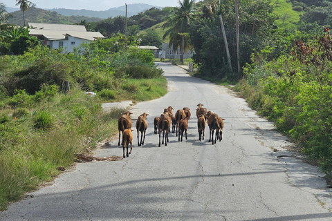 Barbados: Tour guiado panorámico privado