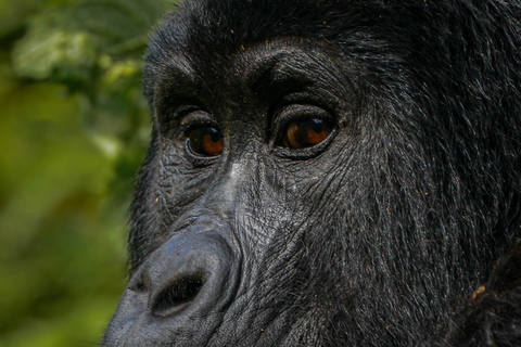 Safari in Uganda di 10 giorni tra natura e primati.