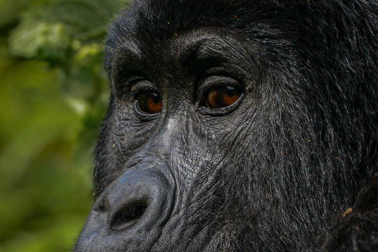 Ouganda : 10 jours de safari pour les primates et les animaux sauvages.