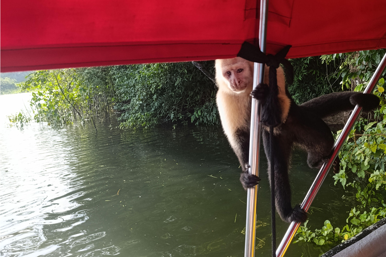 Panamá: Eco-Tour por la Isla de los Monos y el Canal de Panamá