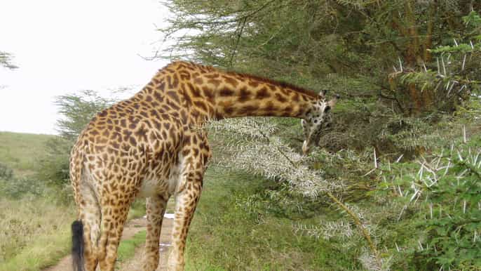 excursão de meio dia a nairobi parque nacional e orfanato de elefantes