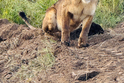 Safari im Nairobi-Nationalpark mit Abholung und RücktransportSafari, Sheldrick&#039;s &amp; Giraffe Center: Private Option