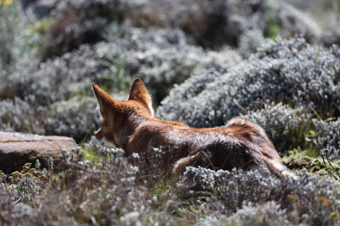 Bale Mountains National Park: Ethiopian Wolf Watching Tour
