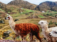 Cusco, volledige tournee naar Rainbow Mountain - Housity