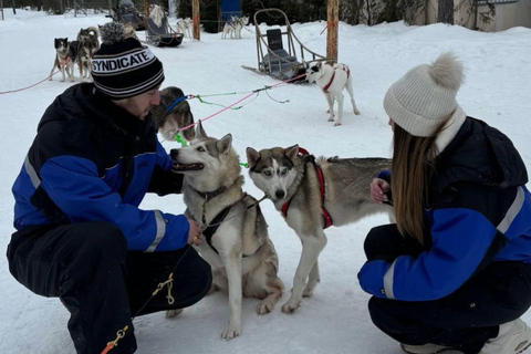 Levi: 5 km di slitta trainata da husky a LeviSirkka: 5 km di slitta trainata da Husky a Levi
